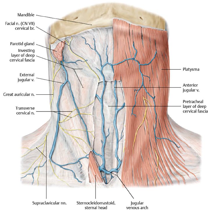 anatomia perçoco, platisma, lipoaspiração submentual