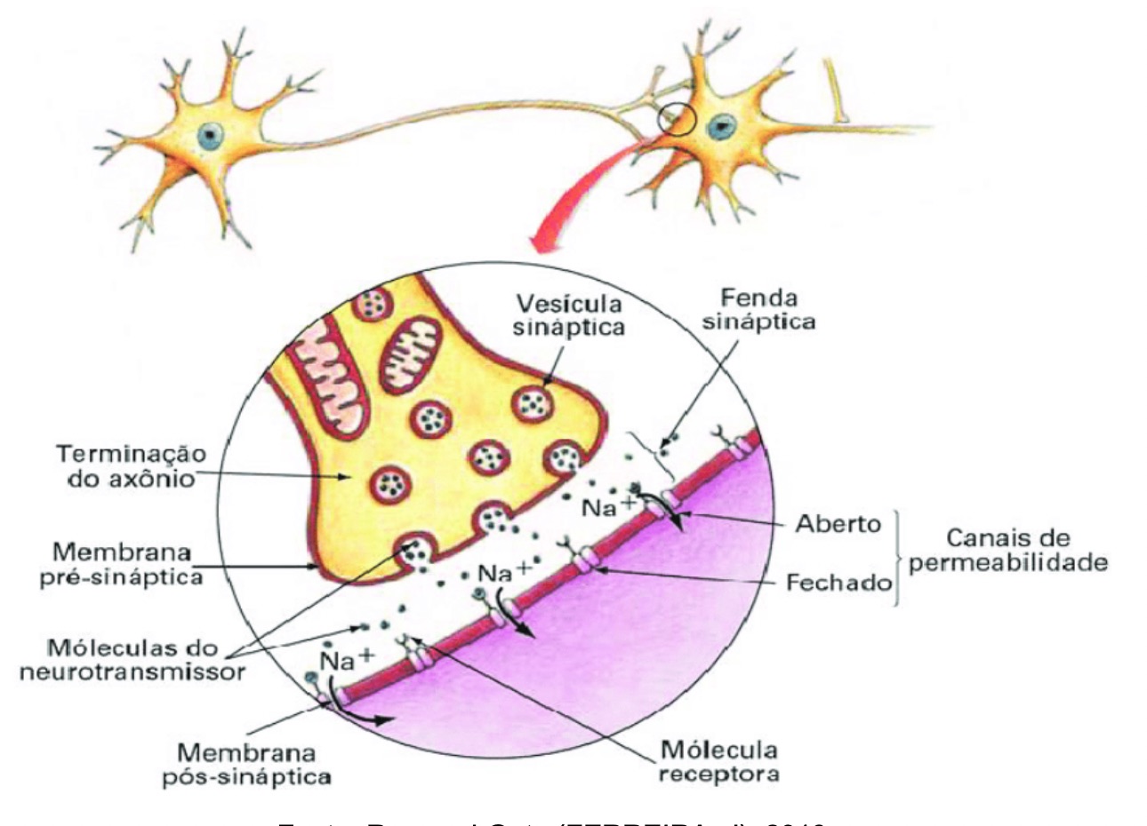 sinapse do nervo motor